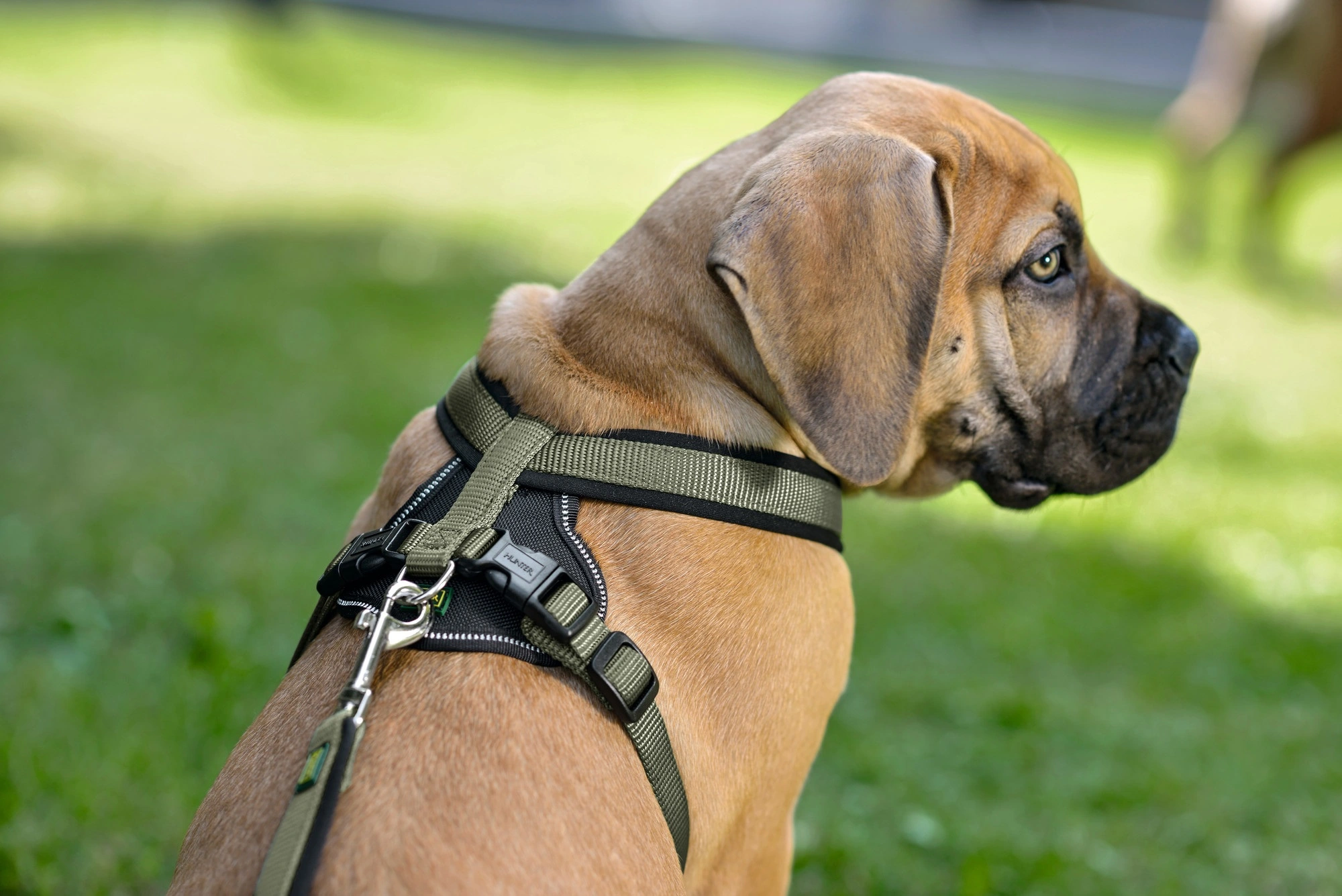 Hunter hundesele Neopren Oliven XL længde 73-94 cm 2,5 cm - blød og stabil komfort
